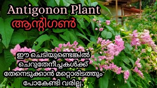 Antigonon Plant/ഈ ചെടിയുണ്ടെങ്കിൽ ചെറുതേനീച്ചകൾക്ക് തേനെടുക്കാൻ മറ്റൊരിടത്തും പോകേണ്ടി വരില്ല.