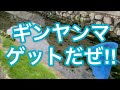 5歳の息子とトンボとりのvlog とんぼ動画集　ウスバキトンボ、ハグロトンボ、ギンヤンマ、オニヤンマもとれたよ