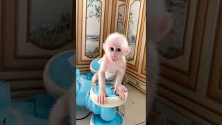 お猿さん可愛すぎる🐵 #monkey #monkeys #babymonkey #monkeydluffy #monkeyvideo #animals #動物 #baby #cute #funny