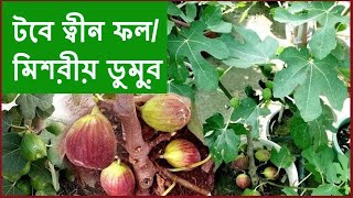 টবে মিশরীয় ডুমুর বা ত্বীন ফল (Tin fruit /Fig in pot) ll Bangla