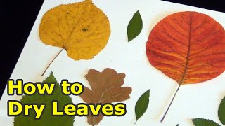 How to Dry Leaves for Crafts | How to dry the leaves of different plants yourself