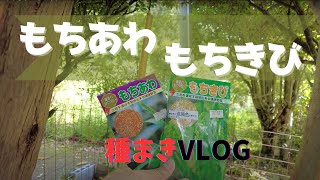 【古民家暮らし11】「もちあわ」「もちきび」を種まき！#世界の穀物危機を救うVLOG 【庭いじり】