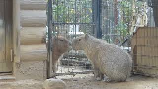 2023年12月下旬　ピースはチェリーが気になって仕方がないようです。　～大宮公園小動物園のカピバラ～