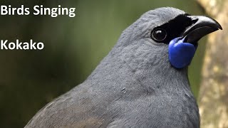 Birds Singing - Kokako - Sounds of Nature