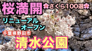 【さくら100選】令和初の桜満開！リニューアル後の清水公園🌸桜祭り🌸千葉県野田市