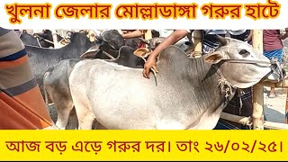 খুলনা জেলার মোল্লাডাঙ্গা গরুর হাটে আজ বড় এড়ে গরুর দর। তাং ২৬/০২/২৫ বুধবার।