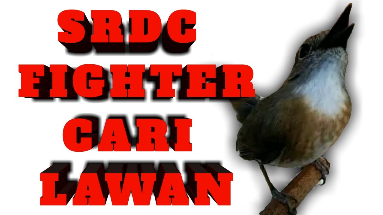Srdc Fighter Cari Lawan Youtube