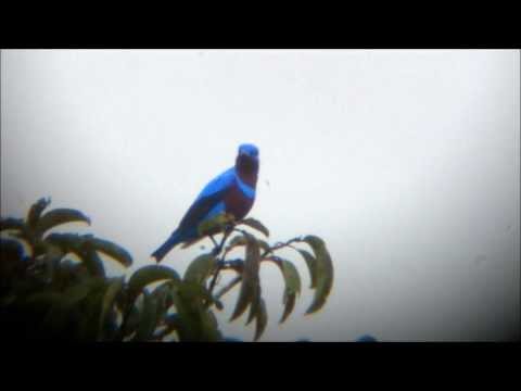 Crejoá (Cotinga maculata)