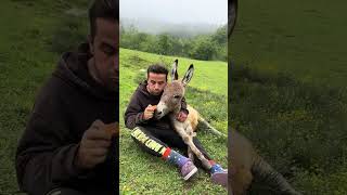 ካሮት ከአህያ ጋር በላ Enjoy Carrot With Donkey #Shorts