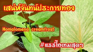 เสน่ห์จันทน์ประกายทอง  ไม้แรร์ไอเทมอีกต้น..