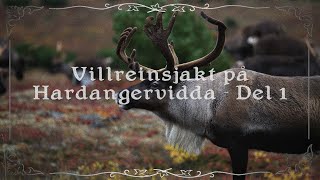 Villreinsjakt på Hardangervidda - Del 1 - Bernt gjør ting han ikke kan Ep31