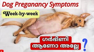 Dog preganancy Malayalam |നായ ഗർഭിണി ആണോ അല്ലേ |Week-by-week |Dog pregnancy symptoms|അറിയേണ്ടതെല്ലാം