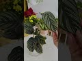 bottom watering timelapse calathea edition