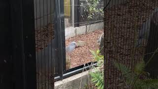 2023/2/17 野毛山動物園にて。カグーの鳴き声のマネをする女性に耳を傾ける。#野毛山動物園 #カグー #kagu #ミドリン #ムラリン