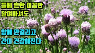 지칭개--항암작용이 강력하고, 손상된 간기능 회복과 간세포 재생을 촉진하며, 혈전을 낮추고 혈관을 튼튼히해 장수할수있게 한다