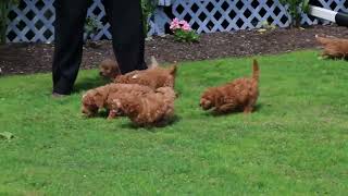 Miniature Goldendoodle Puppies For Sale