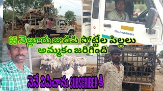 మన subscriber కి 65 పోట్టేల పిల్లలు విపిచాను (వెంకీ 6305662856) 4-7-2023