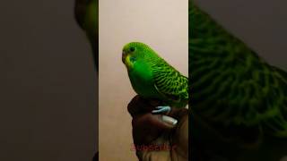 Two budgie growing stages-Time lapse