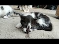 two weeks old kittens cat nature cats 2024 pets pet youtube 4k