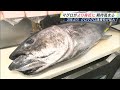 国内の『クロマグロ漁獲枠』2025年から拡大へ「貴重品ではなく庶民的な価格になるかも」 資源回復への期待も