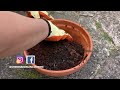 fastest mint growing method வேகமாக புதினா வளர்க்கும் முறை grow mint in water at home herbs mint