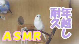 【セキセイインコ年越し耐久ASMR】今年もお世話になりました。鳴き声 さえずり 総勢25羽＋1おしゃべり 健やかな眠りへの導入に 瞑想用 作業用 【 睡眠 勉強 癒しリラックス インコ教】