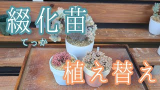 綴化(せっか)苗、植え替えます！