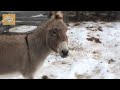 look what happened when this hyena attacks donkey