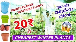 रेट ऐसे जिसे सुनते ही आप वाह बोलेंगे | Cheapest Winter Plants, Pots, Seeds, Khad at Wholesale Rates