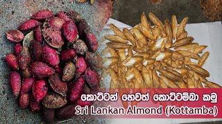 Sri Lankan Almond (Kottamba) • කොට්ටන් හෙවත් කොට්ටම්බා කමු • Harima Rasai