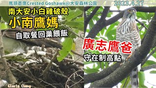 20230427 南大安小白雞破殼：(2)小南鷹媽自取餐回巢餵飯，廣志鷹爸守在制高點【大安森林公園鳳頭蒼鷹Crested Goshawk】