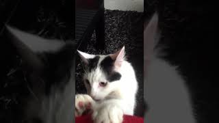 Crazy Kedi Cat - Brings Leaf and Jumps, Leaps and Attacks! Full version. 😸 (Funny)