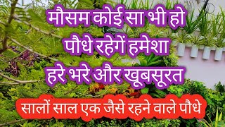 हमेशा हरे भरे रहने वाले पौधे Evergreen plants सालों साल एक जैसे रहते हैं यह पौधे/कभी ख़राब नही होते