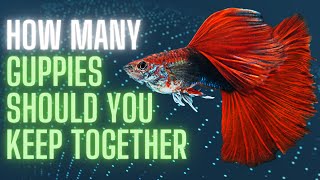 How Many Guppies Should You Keep Together ?