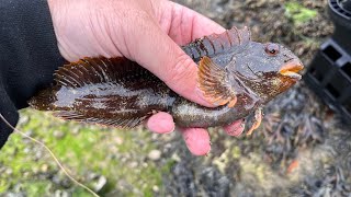 Light rock fishing Cornwall my  PB Tompot blenny fish 穴擦り