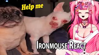 Ironmouse Vtuber Reacts To Daily Dose Of Internet | The Best Of The Internet (2024)