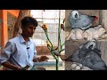 Unexpected Surprising Breeding Progress Of Congo African Grey Parrot/Continues Grey Parrot Breeding