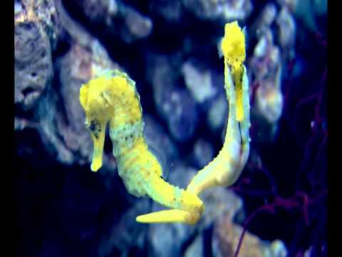 How are seahorses used in medicine?