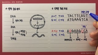 생명중심원리와 단백질 합성 과정