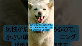 【日本オリジナルのわんちゃんたち！】　日本出身の犬　５選【vtuberやってます】#shorts