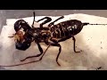 giant vinegaroon whip scorpion eating