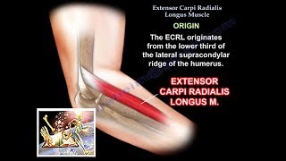 Extensor Carpi Radialis Longus - Everything You Need To Know - Dr. Nabil Ebraheim