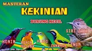 2 jam masteran kekinian BURCIL kombinasi mewah konin,cungkok,wulung,pleci,ciblek dan siri siri