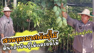 ต้นกล้าพันธุ์ไม้และผลไม้🍊🍋🍎 ในนามสวนจุฑามาศพันธุ์ไม้🍀 (ลุงกล้วยสุโขทัย)🌿