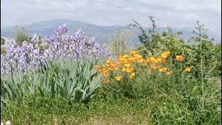 Grasse : Un label remarquable pour Les Jardins du Musée International de la Parfumerie !