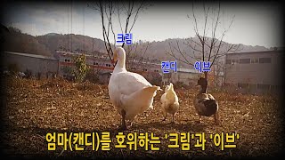 #268. Filial son goose 'Cream' and bad rooster 'Nolbu' (# chicken, duck, cat)