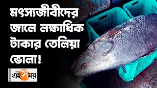 মৎস্যজীবীদের জালে লক্ষাধিক টাকার তেলিয়া ভোলা | Telia Bhola | Digha | Purba Medinipur