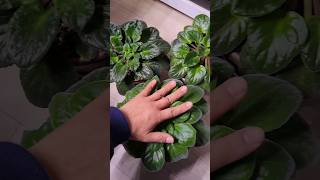 나물? 번식시켰다간 처치곤란! 아프리칸 바이올렛 African violet