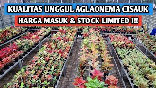 Kualitas unggul aglaonema Cisauk, harga masuk banget !!!