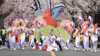 神谷＊花華 📍富岡町 夜の森桜まつり (桜並木会場/1回目) 2024-04-07T11:12